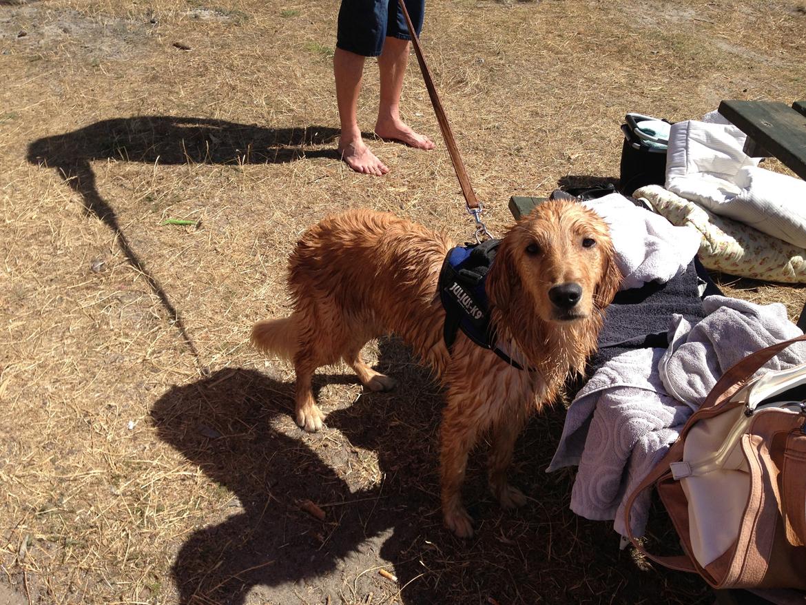 Hovawart Gaya - Første badetur HUHA det var koldt billede 12