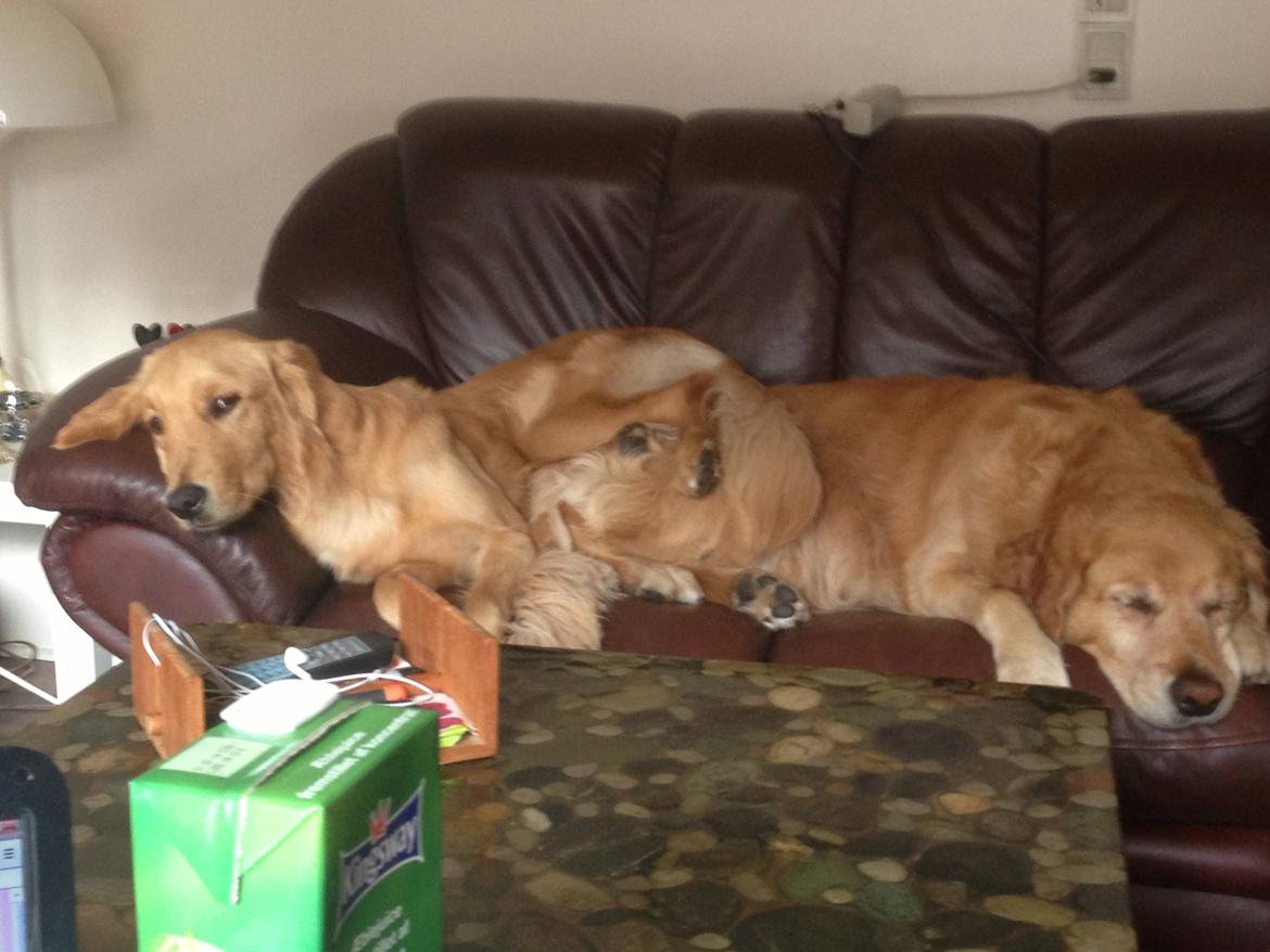 Hovawart Gaya - Ja vi kan godt være to store hunde i en lille sofa billede 15