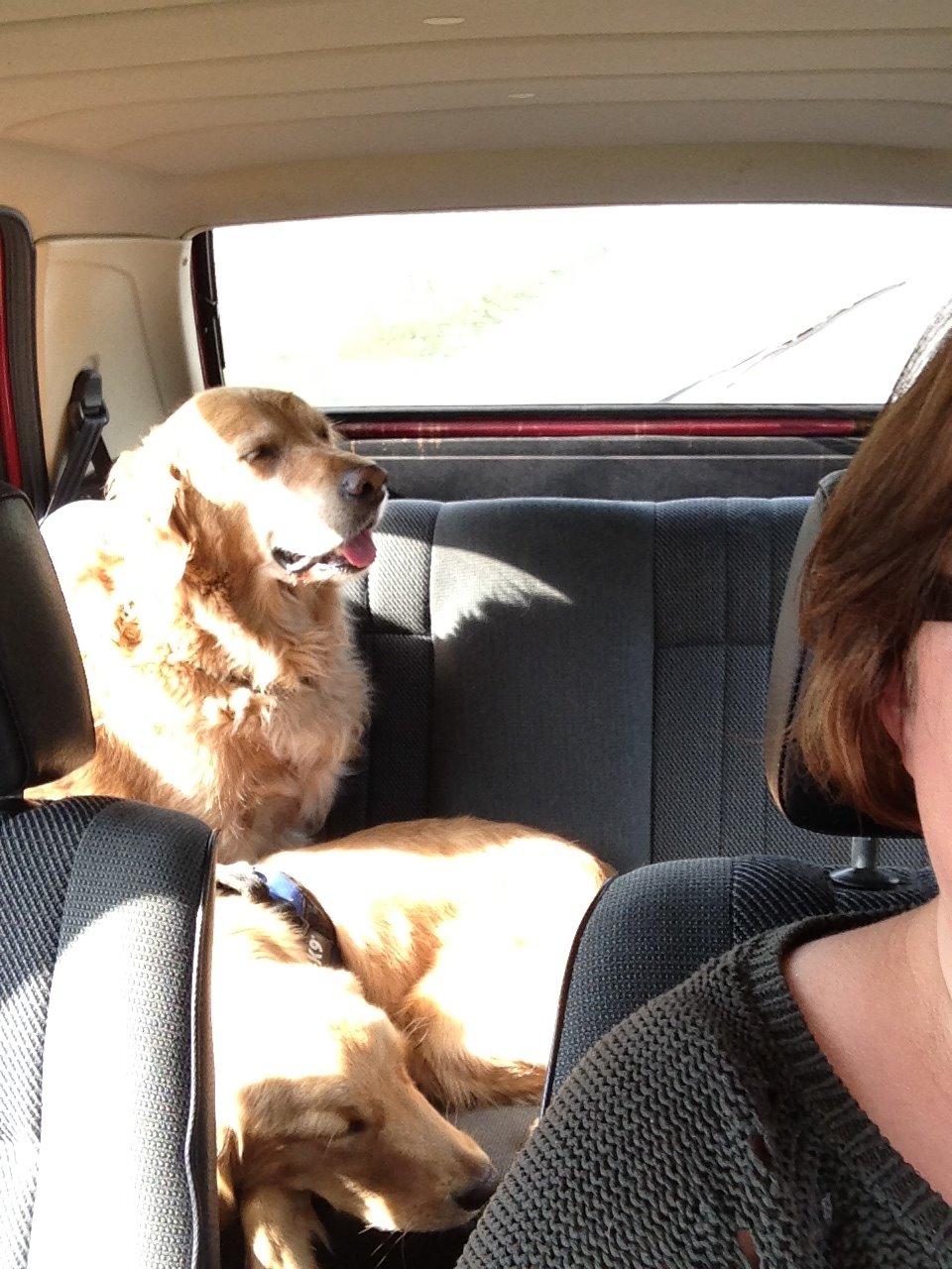 Hovawart Gaya - Ud at køre med de skøre billede 16