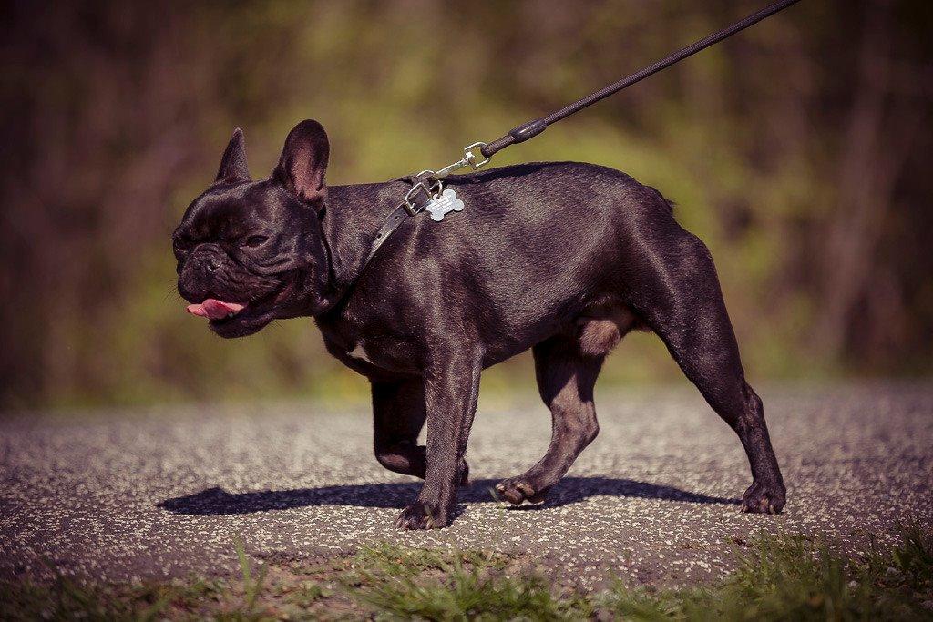 Fransk bulldog Muffi - Hundemarch med DDÅ :) billede 5