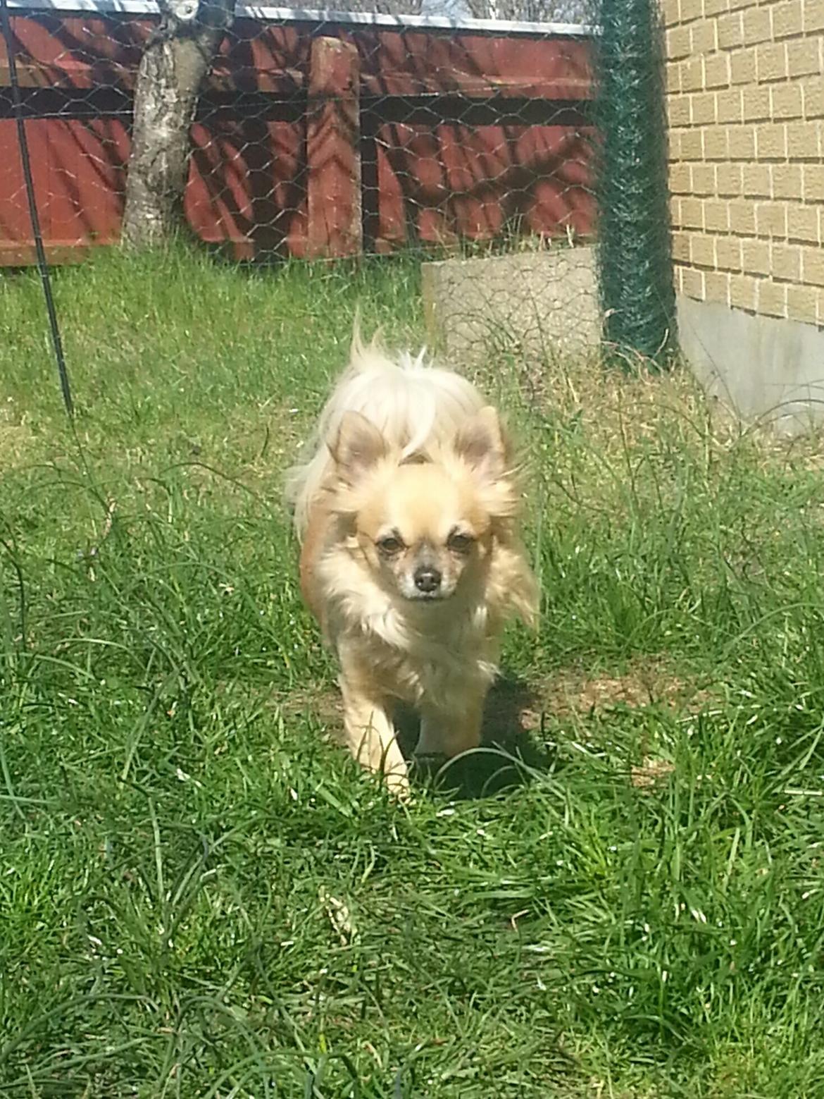 Chihuahua Tilde billede 2