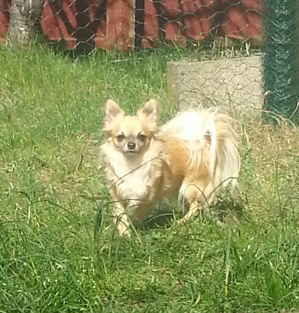 Chihuahua Tilde billede 1