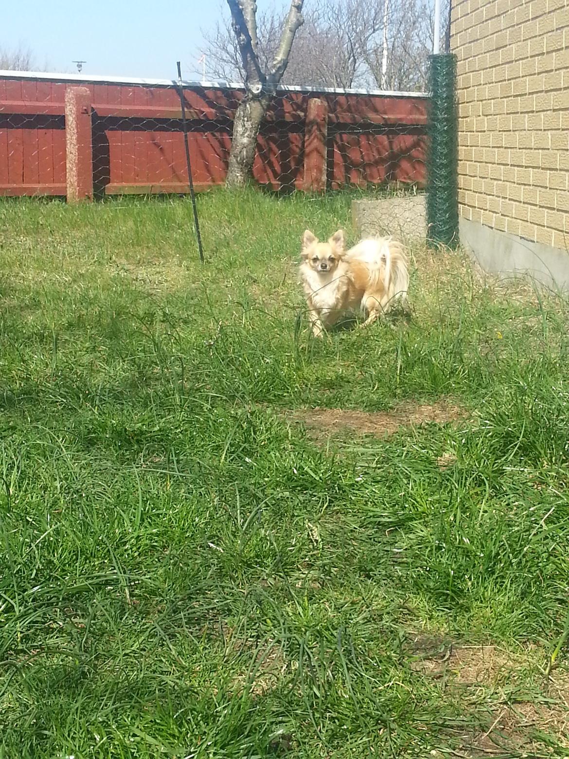 Chihuahua Tilde billede 3