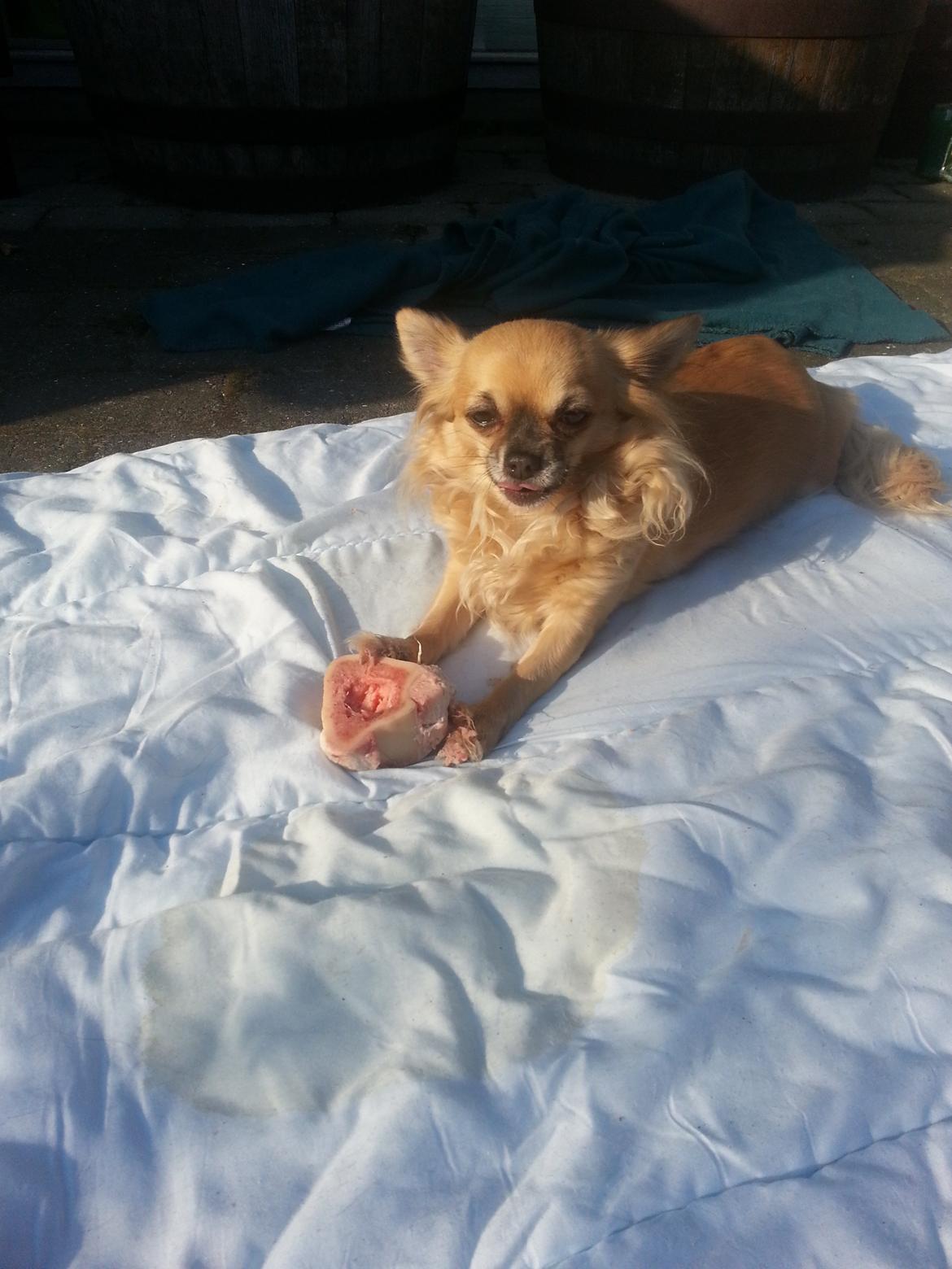 Chihuahua Tilde billede 5