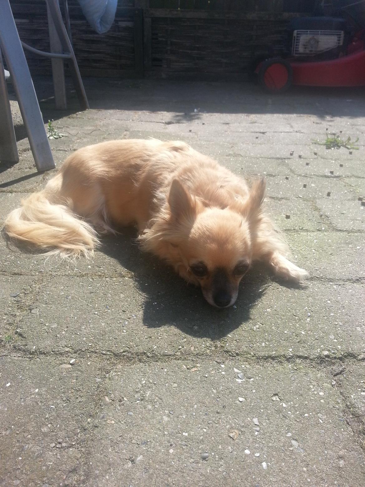 Chihuahua Tilde billede 4