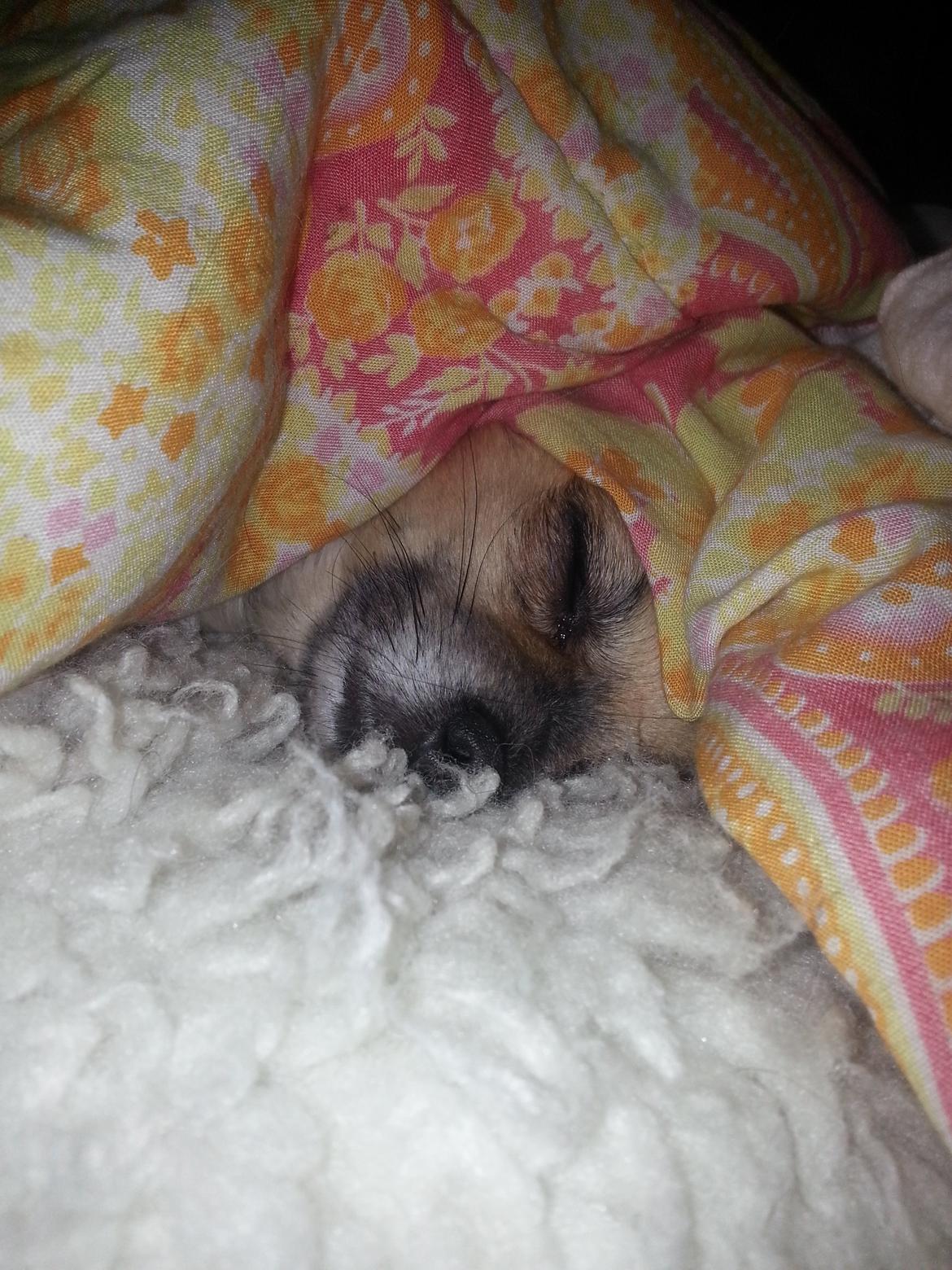 Chihuahua Tilde billede 6