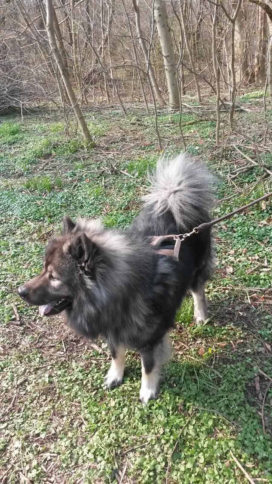 Eurasier DaQeLa's Kas Kas... (Kassi....død 23/3-2020) - 3 år billede 2