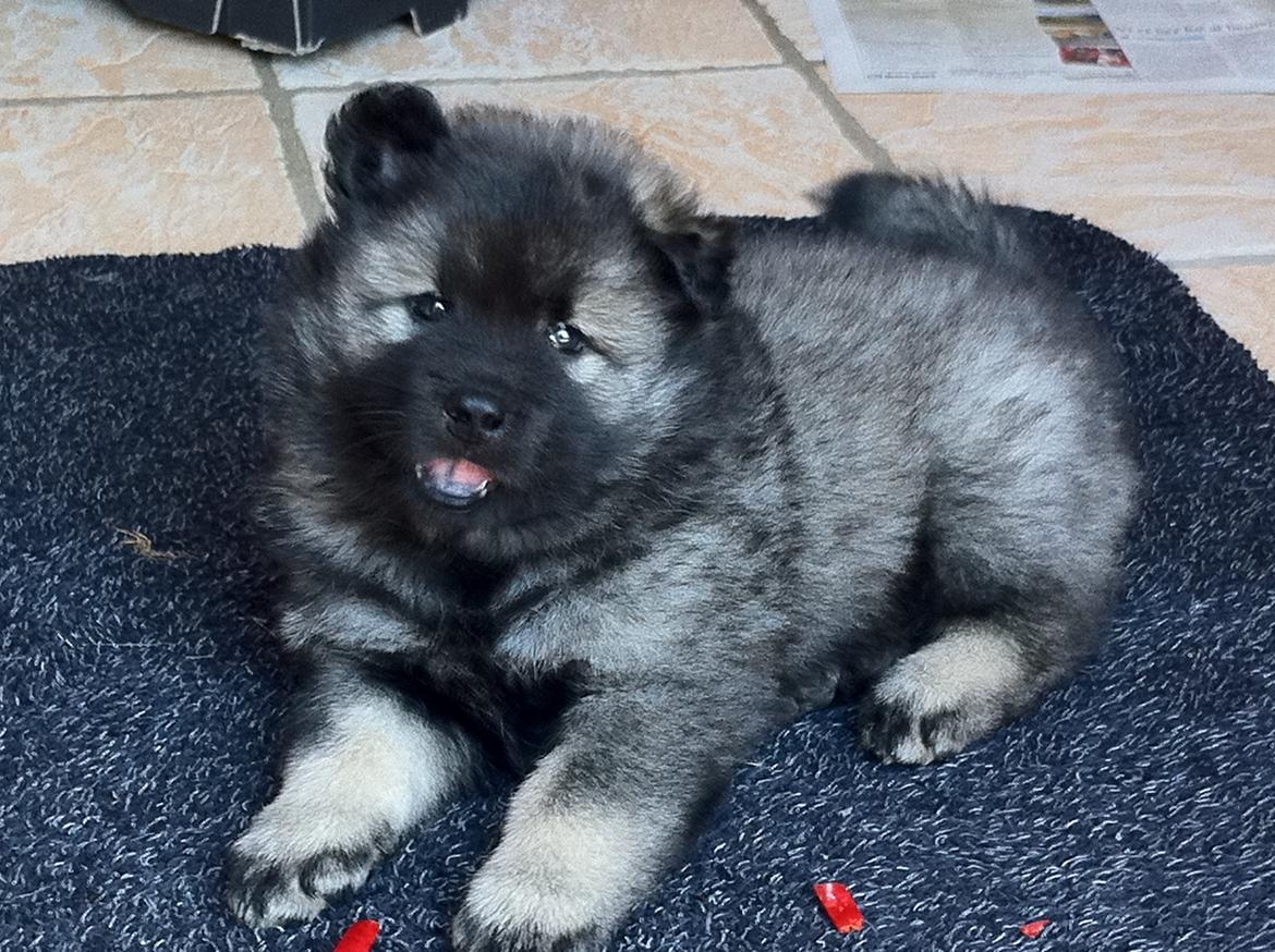 Eurasier DaQeLa's Kas Kas... (Kassi....død 23/3-2020) - 5 uger billede 5