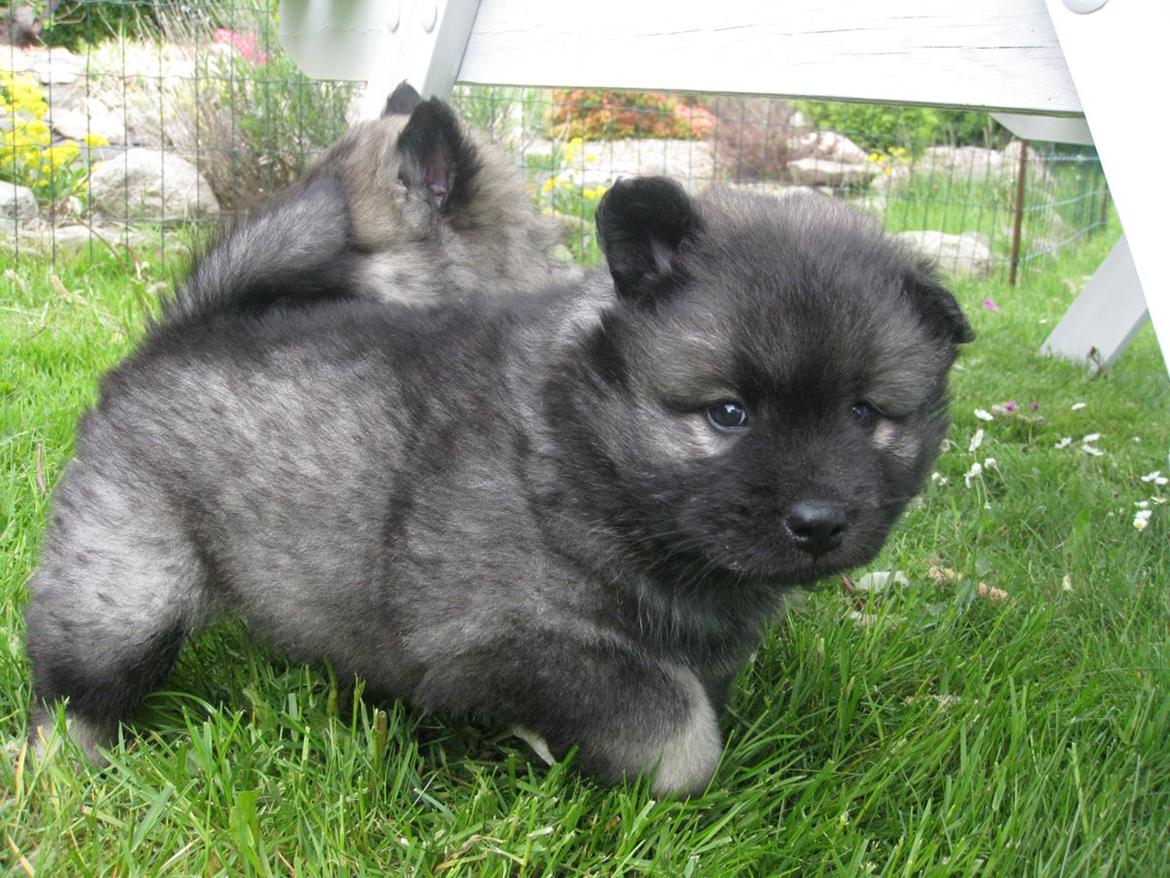 Eurasier DaQeLa's Kas Kas... (Kassi....død 23/3-2020) - 5 uger billede 4