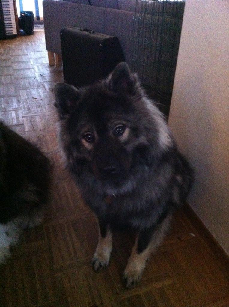 Eurasier DaQeLa's Kas Kas... (Kassi....død 23/3-2020) billede 1