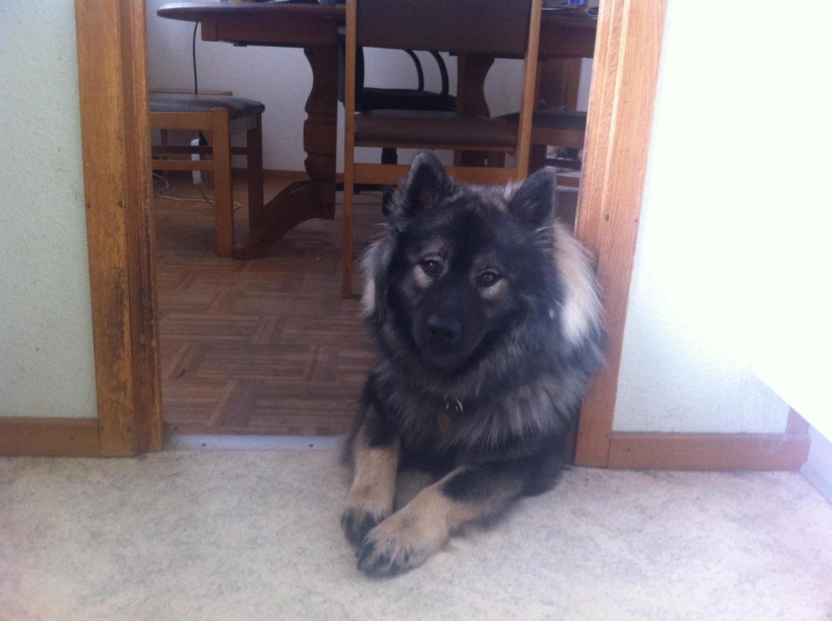 Eurasier DaQeLa's Kas Kas... (Kassi....død 23/3-2020) billede 3