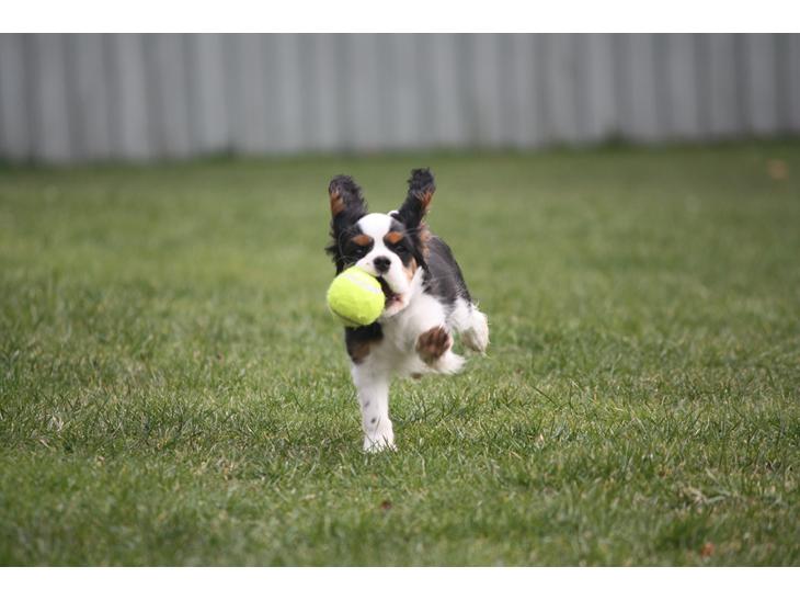Cavalier king charles spaniel Cassiopeia Cavaliers Great Gatsby "Anton" <3 billede 1