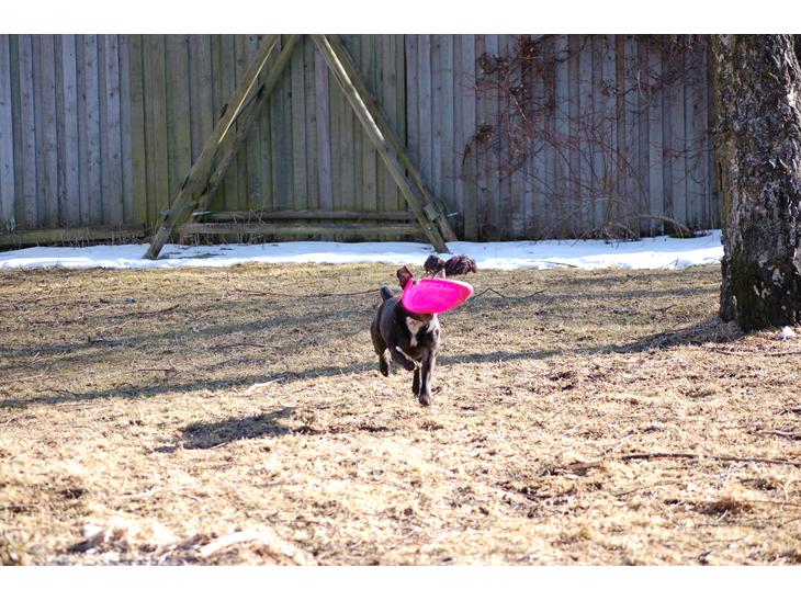 Staffordshire bull terrier Gucci billede 1