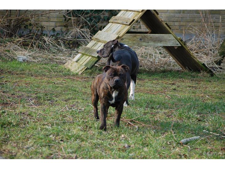 Staffordshire bull terrier Carbo billede 1