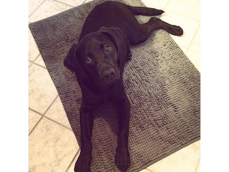Labrador retriever Mynthe billede 1