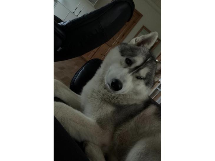 Siberian husky Enzo's Barely legale. I dagligtale kaldt Balto  billede 1