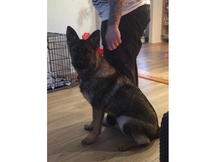 {{currentPhoto.altText}} billede {{currentPhoto.number}}