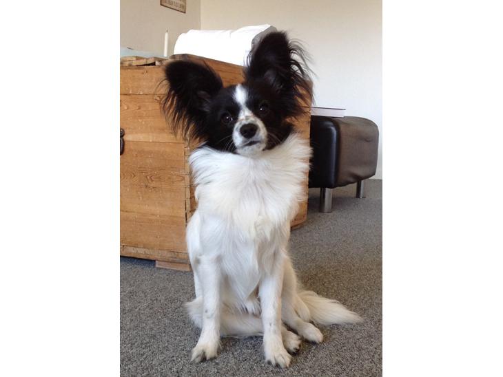 {{currentPhoto.altText}} billede {{currentPhoto.number}}