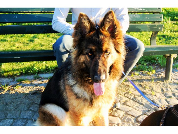 {{currentPhoto.altText}} billede {{currentPhoto.number}}