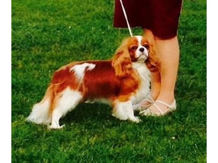 Cavalier king charles spaniel Murnley´s Bijou Avenue - Bijou - Bijou marts 2014 <3 billede 1