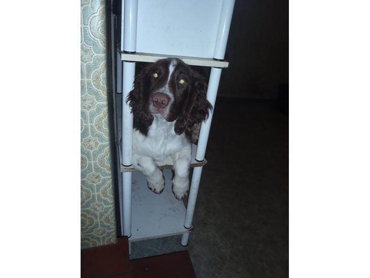 Engelsk springer spaniel Abilds Albert (Asger) billede 1