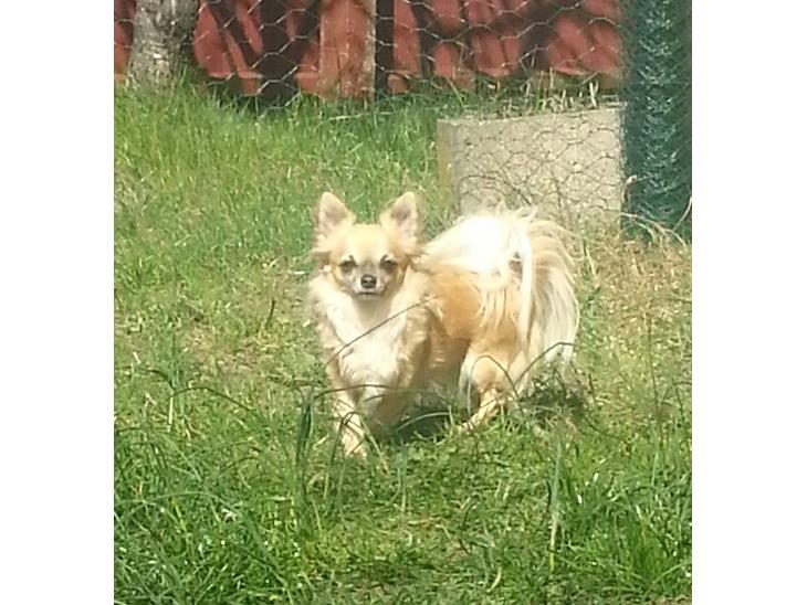 Chihuahua Tilde billede 1