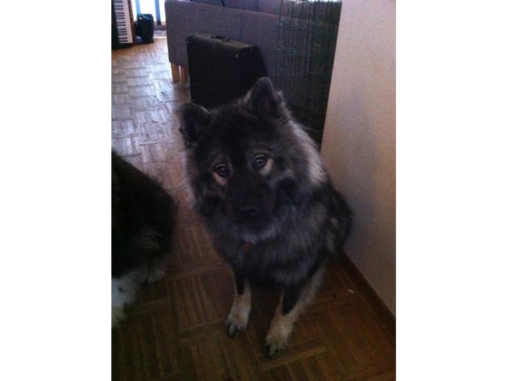 Eurasier DaQeLa's Kas Kas... (Kassi....død 23/3-2020) billede 1
