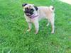 Mops Cadie