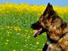 Schæferhund Liva