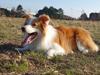 Border collie NOYTCB Split Second (Muffin)