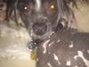 Chinese crested hårløs Gizmo