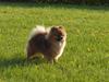 Pomeranian Ane's Dolly  (Neela)