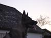 Schæferhund Kennel Lp`s Essi