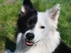 Blanding af racer Batman          30/5 2006 - 16/6 2020 [ Himmelhund]