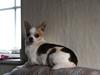 Chihuahua Pelé [ Himmelhund]