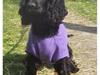 Cocker spaniel Rosa