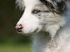 Border collie Kojimas Jitterbug Jinx