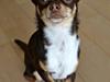 Chihuahua Mighty Draco