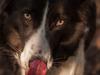 Border collie Aimee [Tidl. hund]