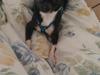 Chihuahua cody