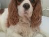 Cavalier king charles spaniel Victor