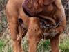Dogue de bordeaux Sjaukc