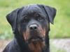 Rottweiler Heitah´s Venedi