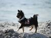 Chihuahua DKCH Frk Kvistes DeeDee the DramaQueen