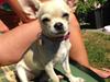 Chihuahua Emma