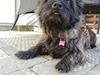 Cairn terrier Nala
