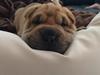 Shar pei Berta
