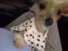 Chinese crested hårløs Gucci