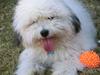 Coton de tulear Godts Coton Balto