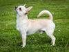 Chihuahua JCH. Lockwood "Yoda" [Tidl. hund]